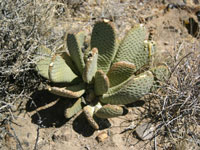 Opuntia basilaris