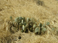 Opuntia basilaris