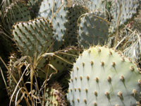 Opuntia basilaris