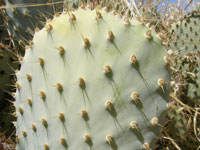 Opuntia basilaris