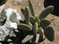 Opuntia basilaris