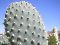 Opuntia basilaris