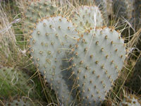 Opuntia basilaris