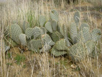 Opuntia basilaris