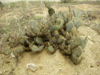 Opuntia basilaris