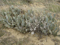 Opuntia basilaris