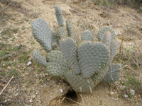 Opuntia basilaris