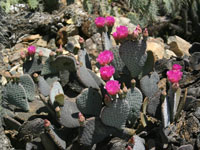 Opuntia basilaris