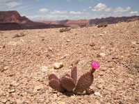 Opuntia basilaris