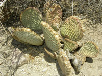 Opuntia basilaris