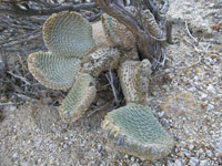 Opuntia basilaris