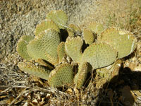 Opuntia basilaris