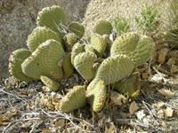 Opuntia basilaris