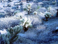 Cylindropuntia bigelovii