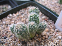 Oroya borchersii