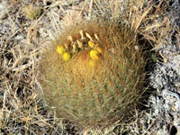 Oroya borchersii