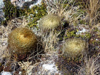 Oroya borchersii