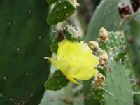 Opuntia bravoana