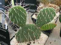 Opuntia caracassana