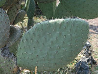 Opuntia chavena