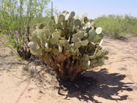 Opuntia chlorotica