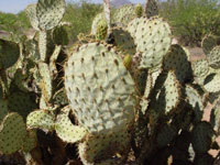 Opuntia chlorotica