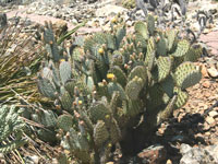 Opuntia chlorotica