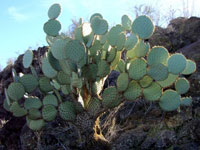 Opuntia chlorotica