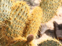 Opuntia chlorotica