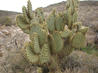 Opuntia chlorotica