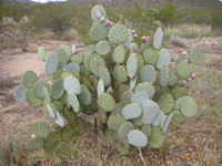 Opuntia chlorotica