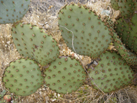 Opuntia chlorotica