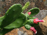 Opuntia cochenillifera