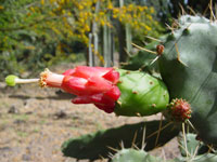 Opuntia dejecta