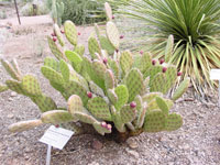 Opuntia decumbens