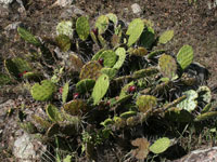 Opuntia decumbens