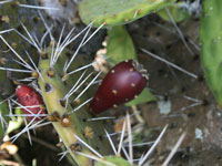 Opuntia decumbens