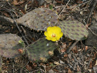 Opuntia decumbens