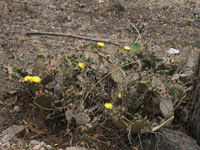 Opuntia decumbens