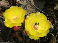 Opuntia decumbens