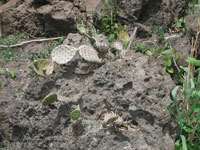 Opuntia decumbens