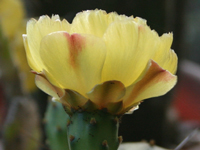 Opuntia decumbens