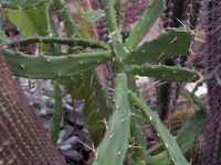 Opuntia dejecta