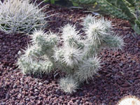 Cylindropuntia echinocarpa