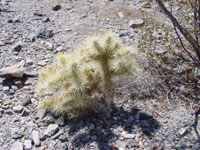 Cylindropuntia echinocarpa