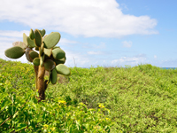 Opuntia echios