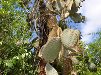 Opuntia echios