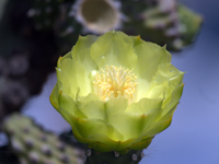 Opuntia echios