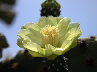 Opuntia echios