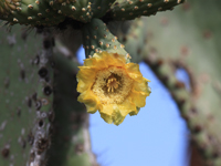 Opuntia echios